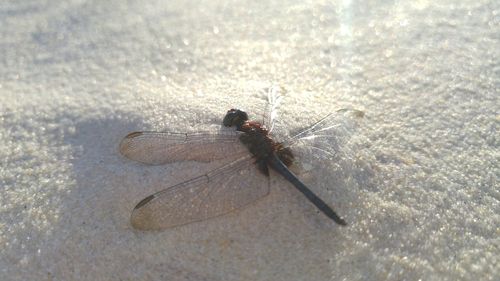 Close-up od dead dragonfly at beach