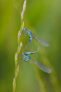 Close-up of damselfly on plant