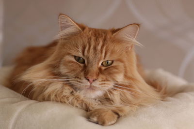 Portrait of cat lying down on bed