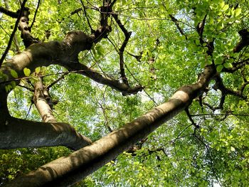 Low angle view of trees in forest