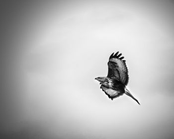 Bird flying over the sky