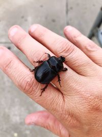 High angle view of ladybug on hand