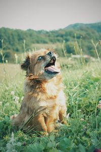 Close-up of dog sitting on field