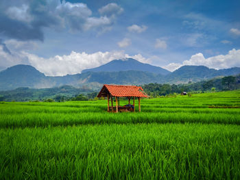 Daylight green rice fields and mountains