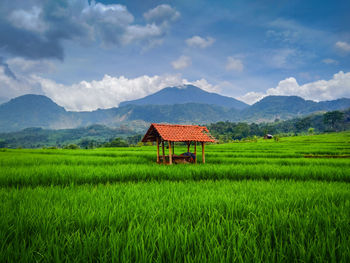 Scenic view of agricultural field against sky