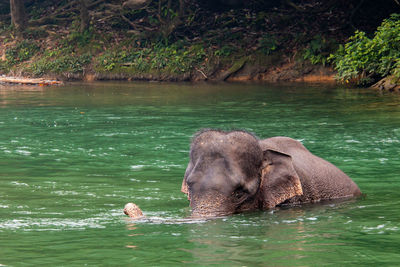 Close-up of elephant swimming in water