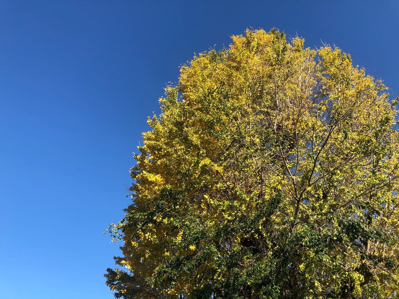 plant, tree, sky, growth, low angle view, beauty in nature, clear sky, blue, nature, no people, day, green color, branch, tranquility, sunlight, outdoors, yellow, copy space, treetop, autumn