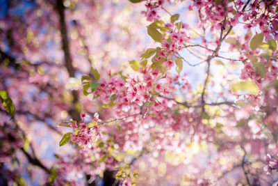 Low angle view of cherry blossoms in spring