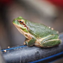 Close-up of frog