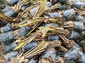 Full frame shot of oil palm seedlings