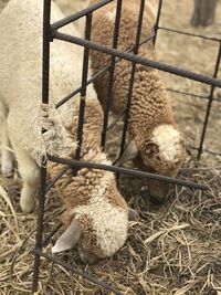 Sheep in a field