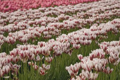 Close-up of pink flowers blooming outdoors