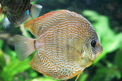 Close-up of fish swimming in sea