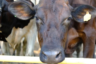 Close-up portrait of cow