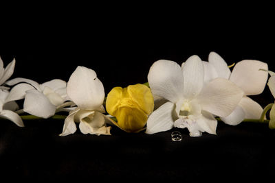 Close-up of white flowers against black background