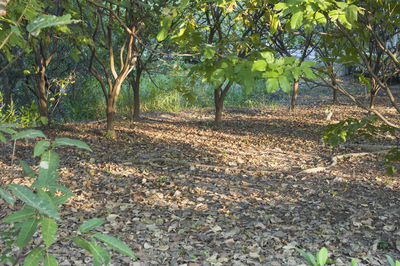Plants growing in forest