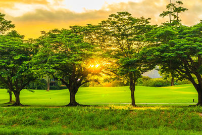 Trees on field against sky