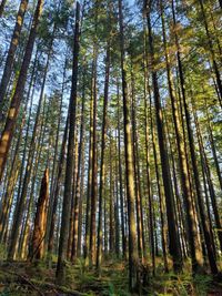 Low angle view of bamboo trees in forest