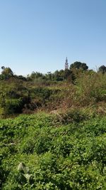 Scenic view of grassy field against clear blue sky