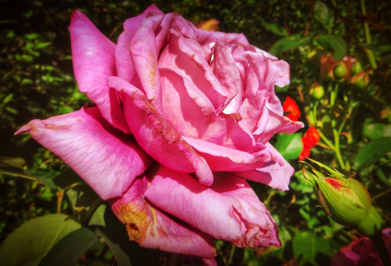 flower, petal, flower head, freshness, fragility, rose - flower, pink color, close-up, beauty in nature, growth, single flower, focus on foreground, blooming, nature, plant, rose, in bloom, park - man made space, pink, outdoors