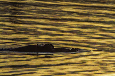 View of horse swimming in sea