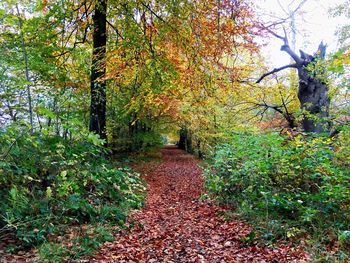 Pathway along trees in forest