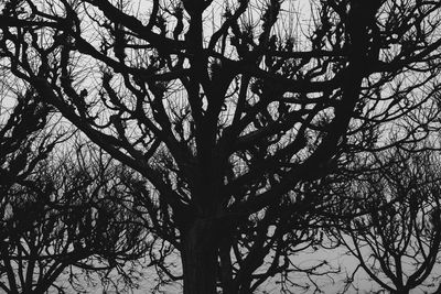 Low angle view of silhouette bare trees in forest