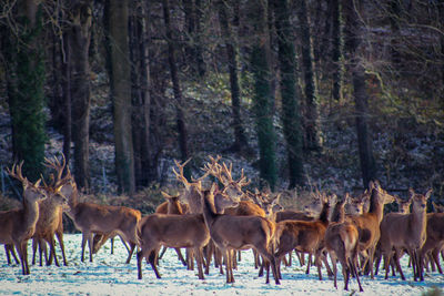 Herd of deer in the forest