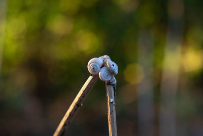 Close-up of rope tied on metal fence