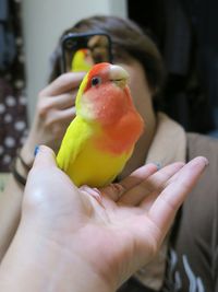 Cropped hand of woman holding lovebird while friend photographing at home