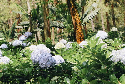 Close-up of snow covered plants against trees