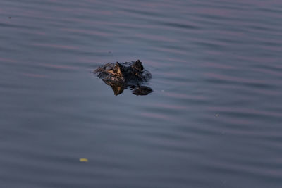 High angle view of bird swimming in lake