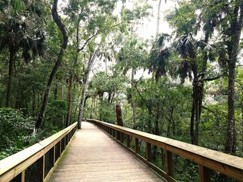 Footbridge in forest