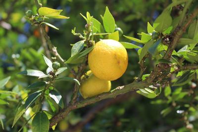 Close-up of fruit growing on tree