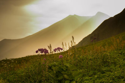 Scenic view of landscape against sky