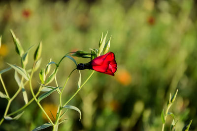 Close-up of red flower on plant