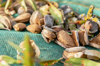 Almonds waiting to be collected from a net.