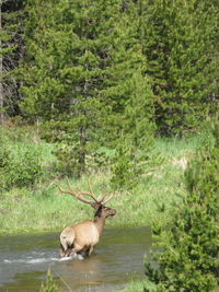 Deer in a forest