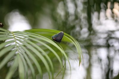 Close-up of butterfly on leaf