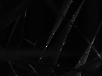 Close-up of wet plants at night