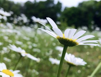 Close-up of white flowers