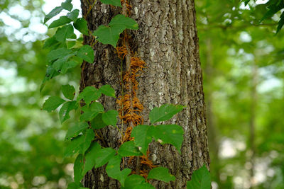 Close-up of lizard on tree trunk