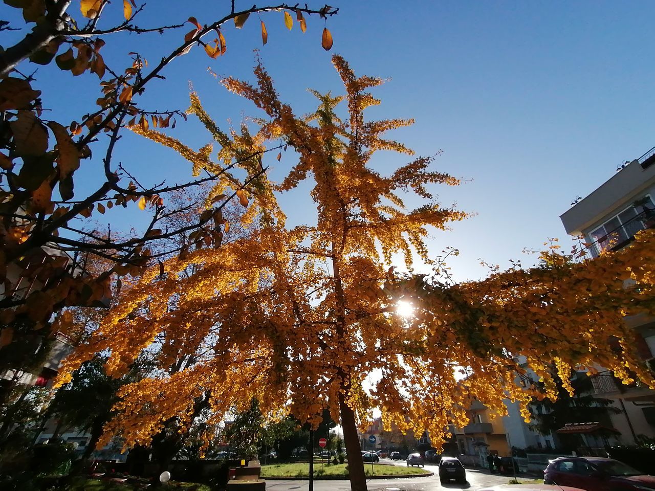 tree, plant, sky, nature, building exterior, autumn, architecture, low angle view, change, built structure, growth, clear sky, day, no people, outdoors, motor vehicle, car, branch, sunlight, building