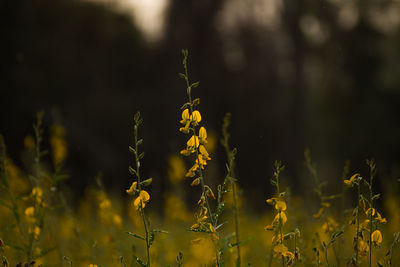 Close up of yellow flowers