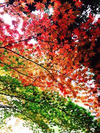 Low angle view of tree branches