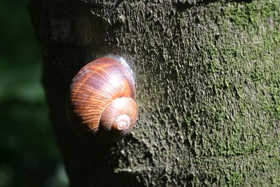 Close-up of snail on tree trunk