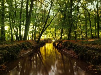Reflection of trees in river