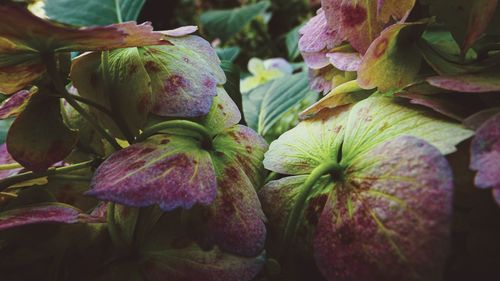 Close-up of flowering plant