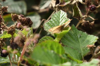 Close-up of plant