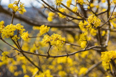 Close-up of yellow flowering plant